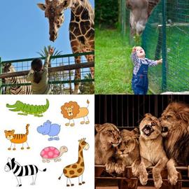 solution ZOO