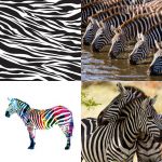 ZEBRE