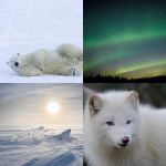 ARCTIQUE