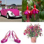 FUCHSIA
