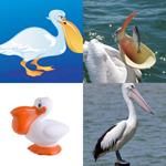 PELICAN