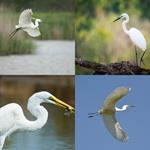 AIGRETTE