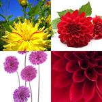 DAHLIA