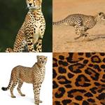 GUEPARD
