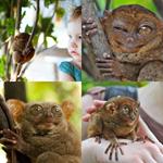 TARSIER